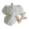China red garlic new crop hot sale / high quality fresh garlic export 2021